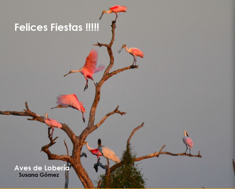 "Felices Fiestas !" de Susana Gmez
