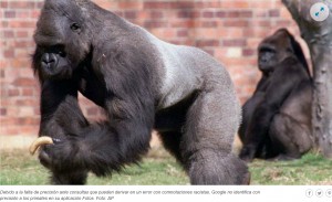 Por qu Google ignora a los gorilas y monos en el etiquetado automtico de fotos