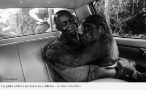 El conmovedor abrazo de una gorila a su rescatador, mejor foto de naturaleza del ao