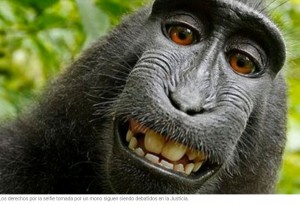 Batalla legal por una famosa selfie: el mono que la sac no podr cobrar los derechos