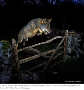 Osos disecados, lobos amaestrados, animales pegados con Photoshop Nuevo escndalo en un concurso de fotografa de natur