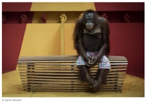 El concurso de fotografa de naturaleza que denuncia el maltrato animal en algunas atracciones tursticas