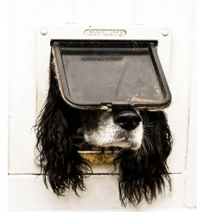 Las fotos ms divertidas de mascotas llegan con los Comedy Pets Photo Awards