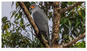 Descubriendo al esquivo azor de Nueva Bretaa: la primera fotografa de un ave oculta por aos