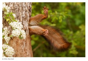 La foto de una ardilla en apuros gana el divertido certamen Nikon Comedy Wildlife Awards 2024