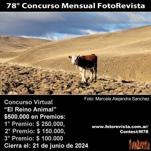 78 Concurso Mensual FotoRevista: El Reino Animal