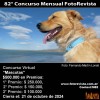 82 Concurso Mensual FotoRevista: Mascotas