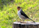 Cardenal