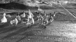 Patos a la espera del Tren