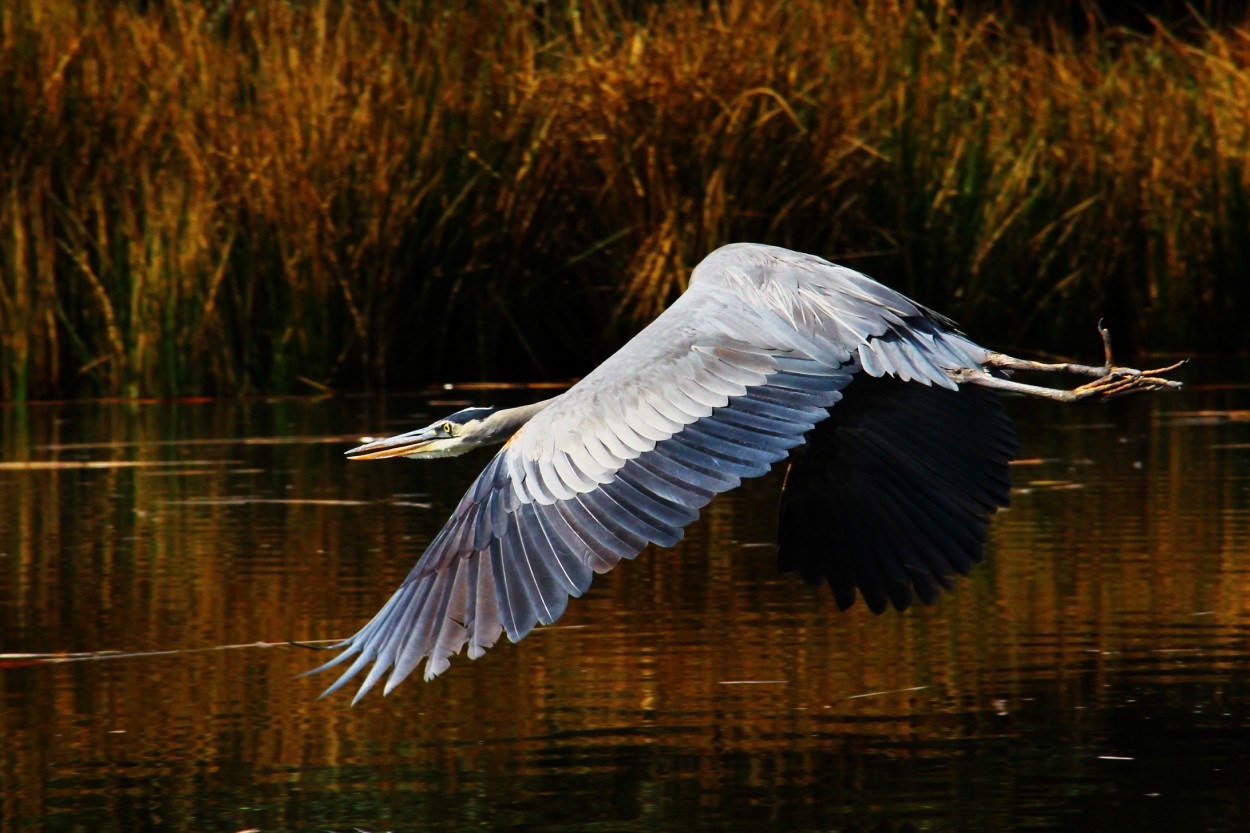 Garza Morena