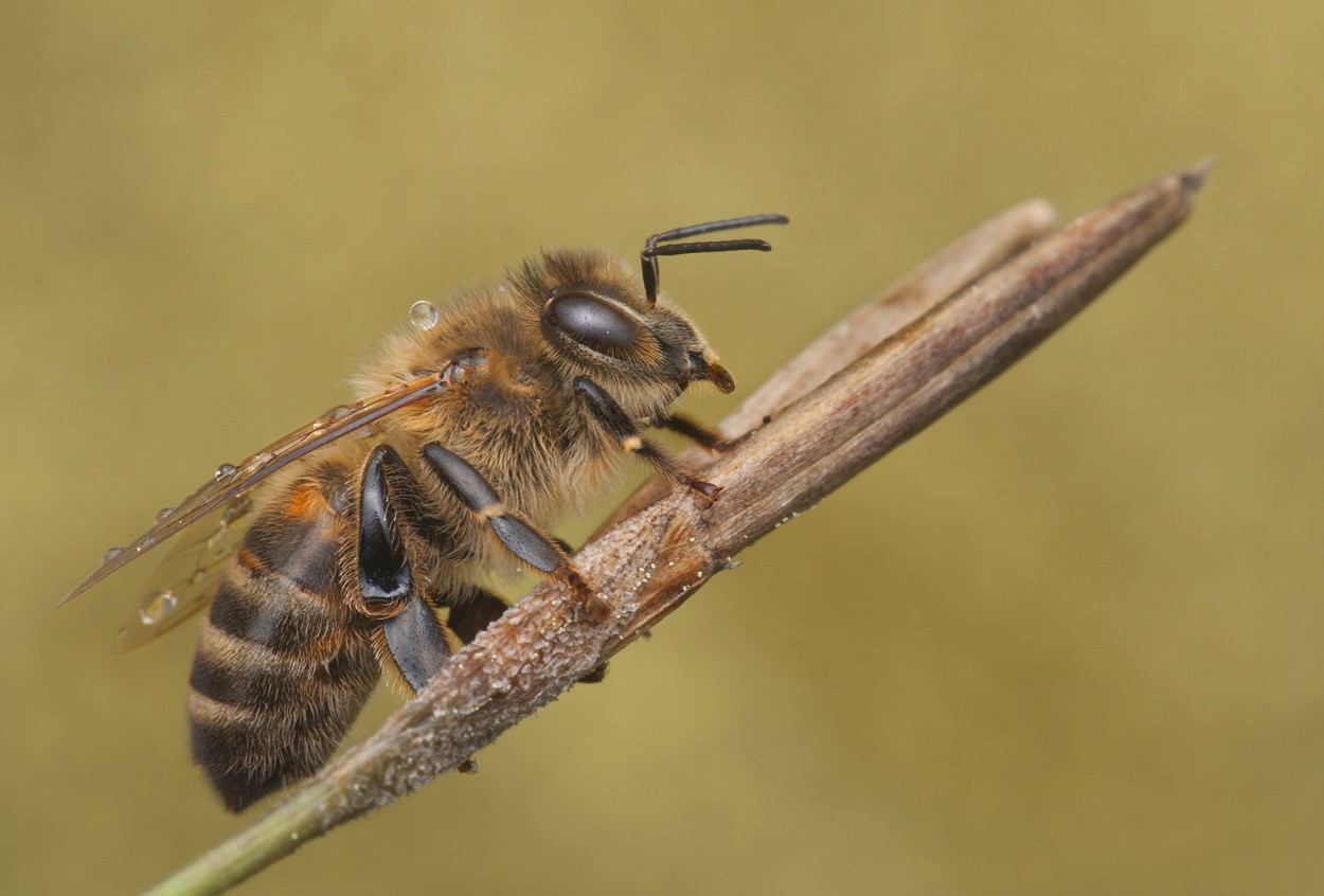 Abeja con roco