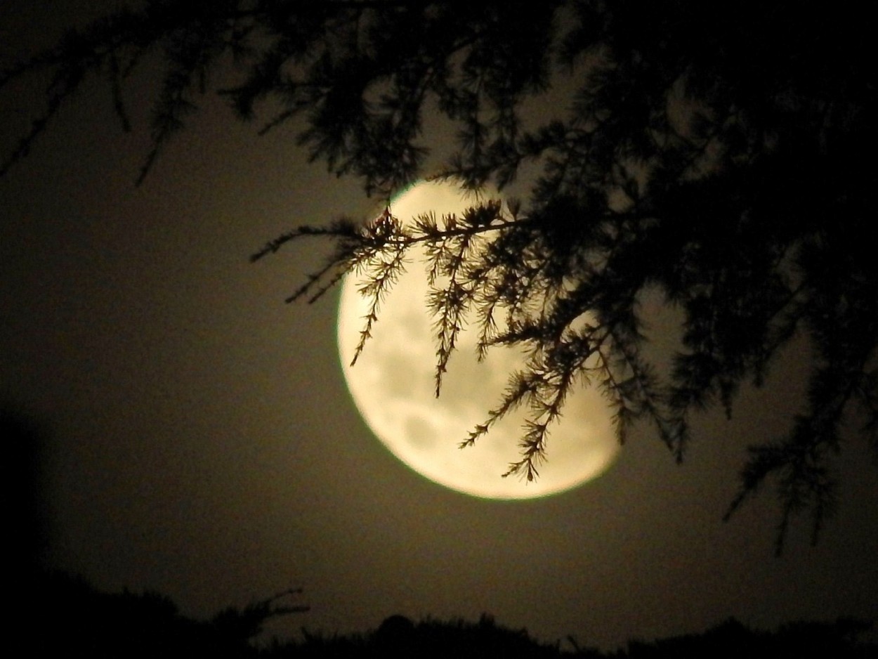 La Luna tras el arbol