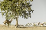 guardian del pueblo