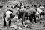 Cosecha de Maca (Meseta del Bombom, Per)