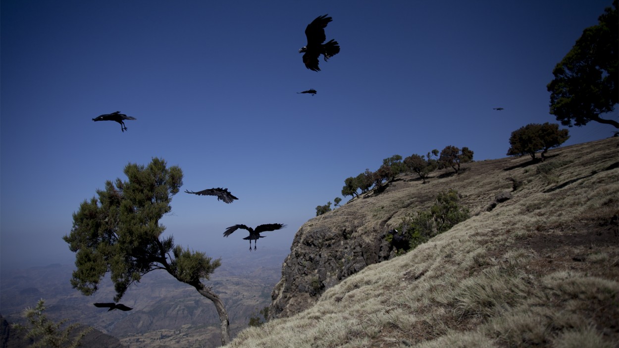 Aves rapaces