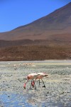 Bolivia - Rosa cisne