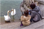 los cisnes lago lucerna suiza