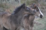 Caballos salvajes