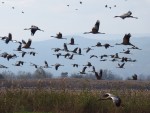 Migracion