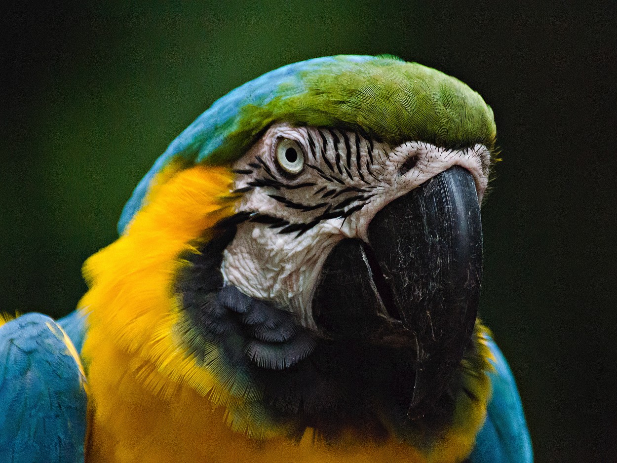 Retrato de Guacamayo