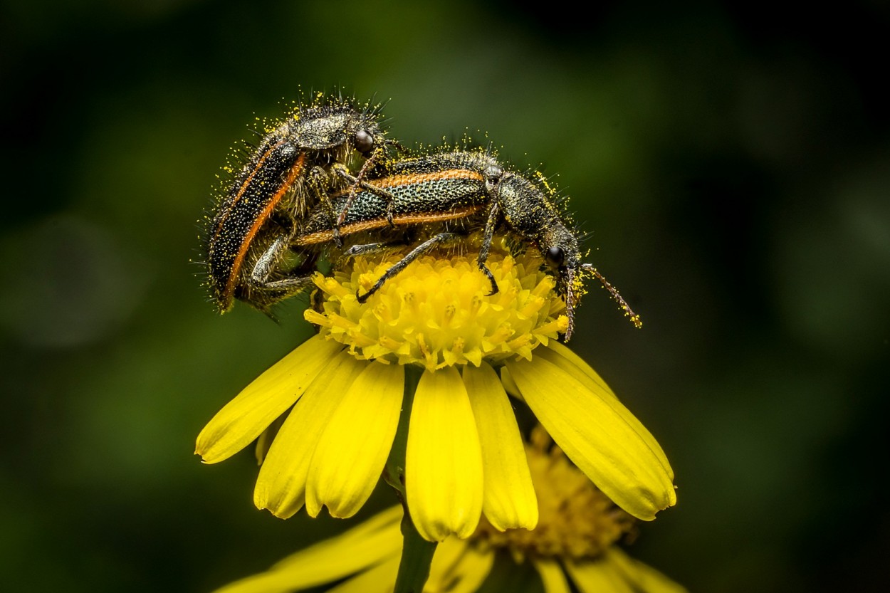 LOVE IN YELLOW