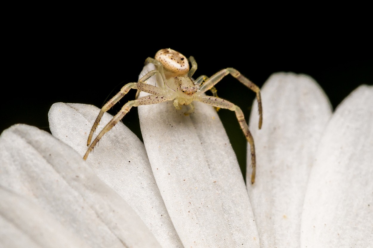 CRAB SPIDER