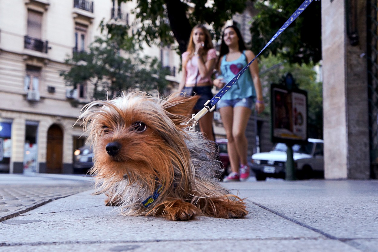 Paseo por la city (Gordi).