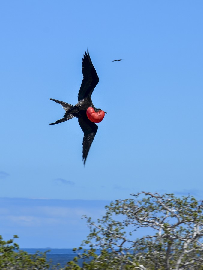 Fragata en vuelo