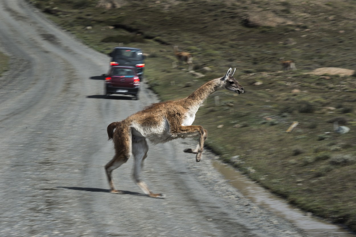 Guanacos en libertad