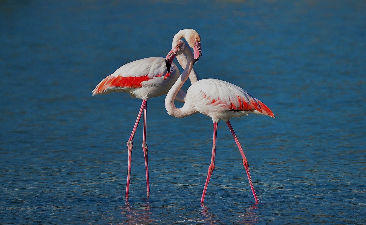 Arrumacos flamencos