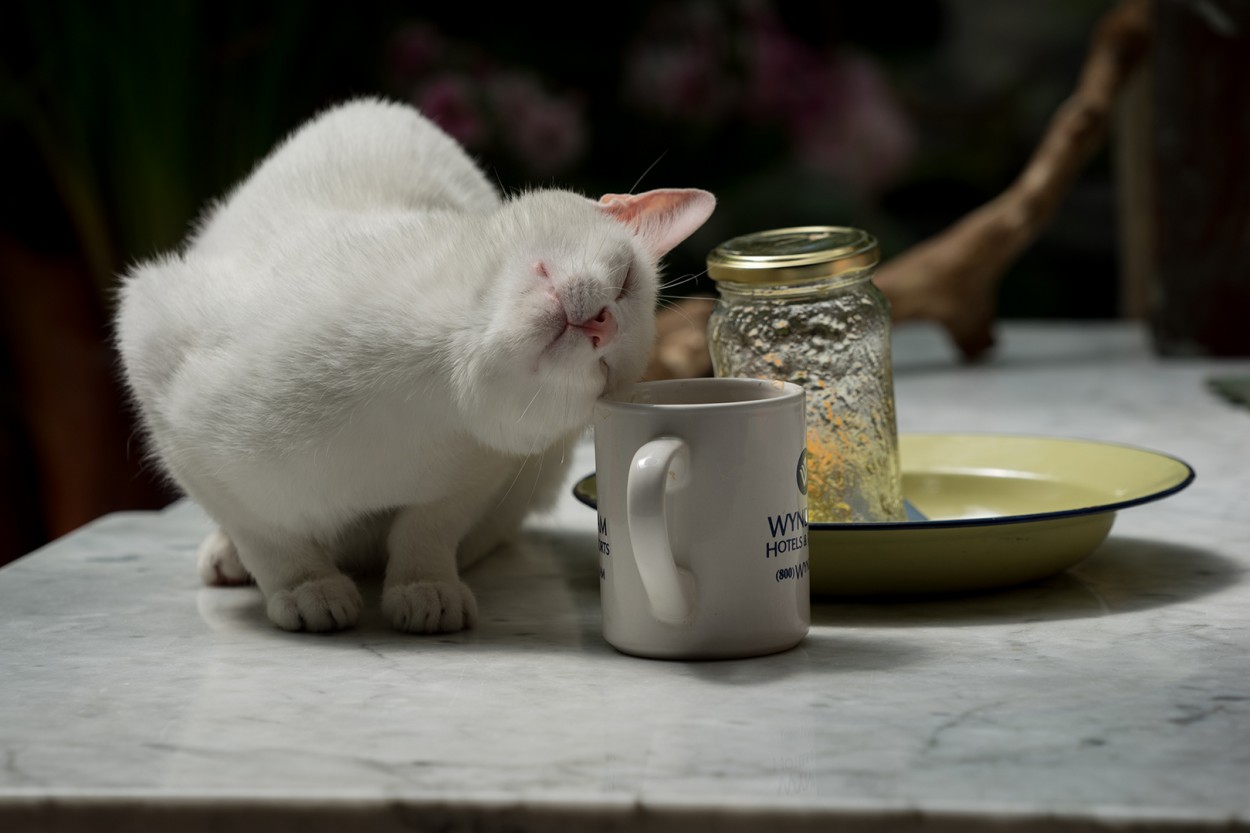 El desayuno de Coca