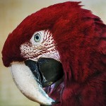 GUACAMAYO