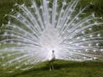 PAVO REAL BLANCO