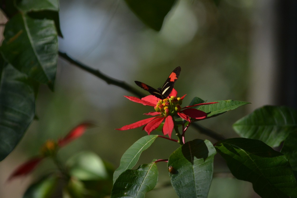 MARIPOSA