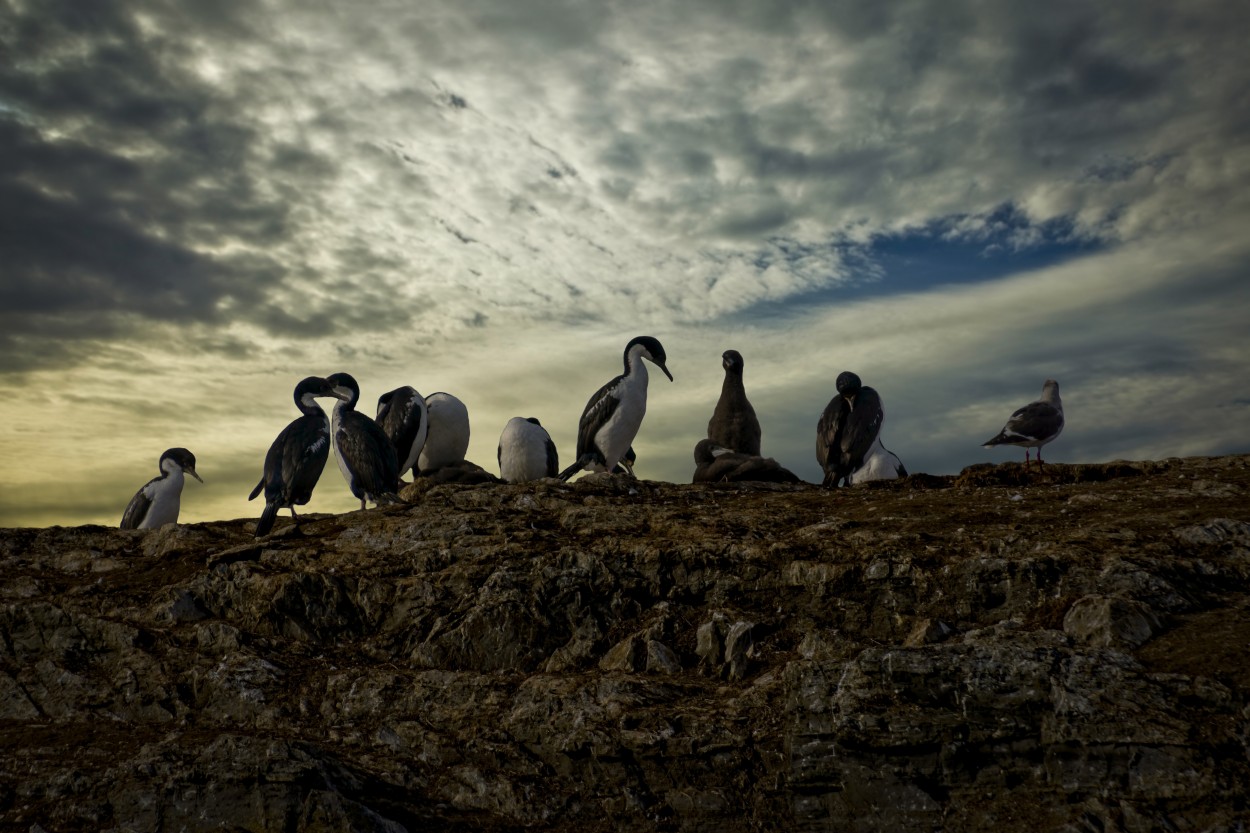 Pinguinos