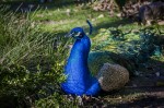 Plumas Azules