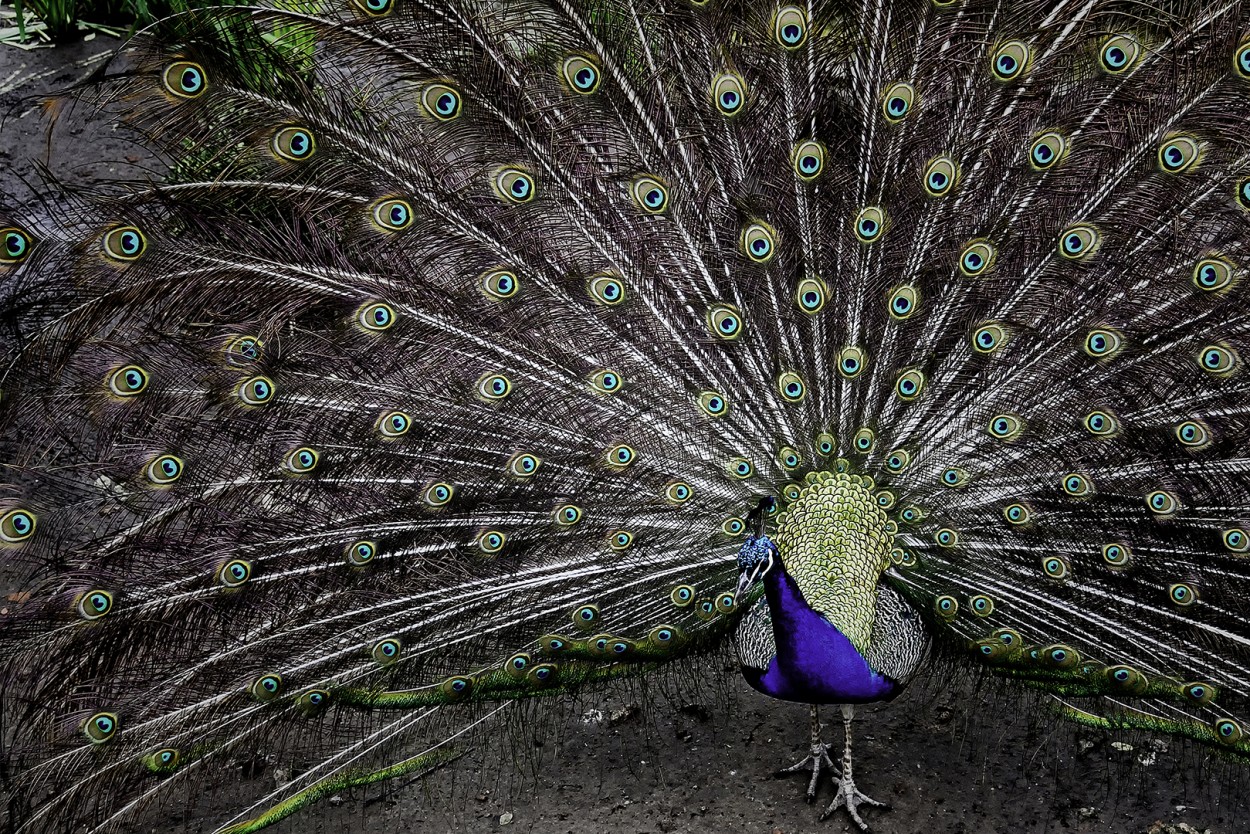 Colores de la naturaleza