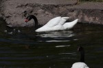 CISNE