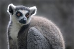 Lemur