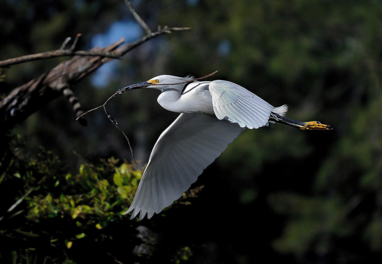 Al vuelo