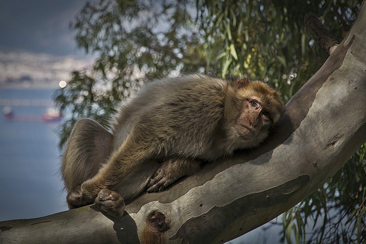 Macaco de Gibraltar