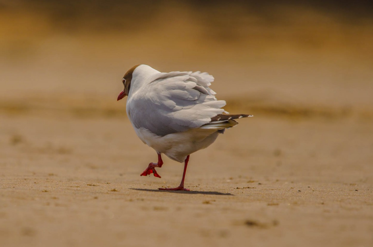 Gaviota