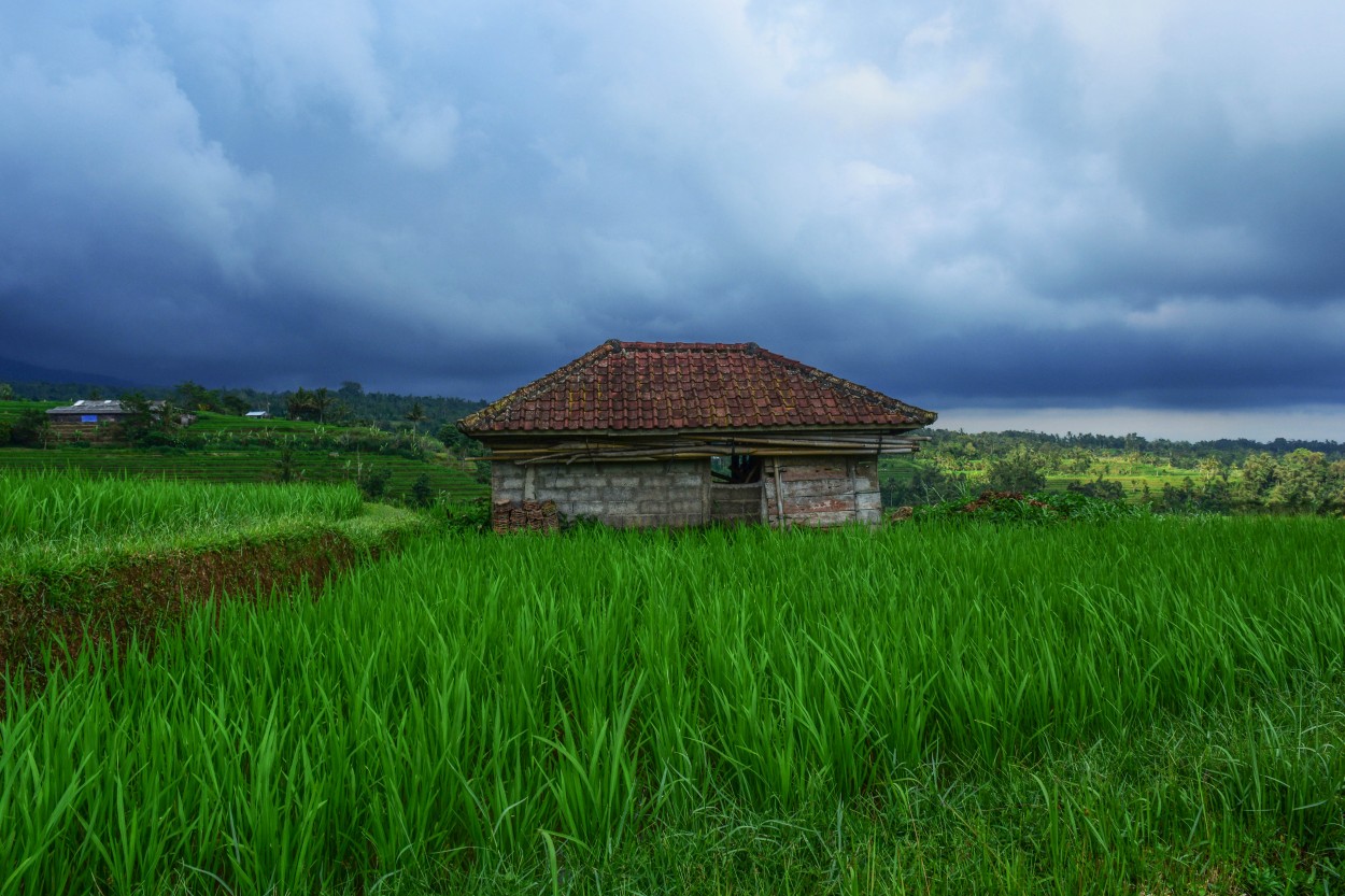 campo de arroz