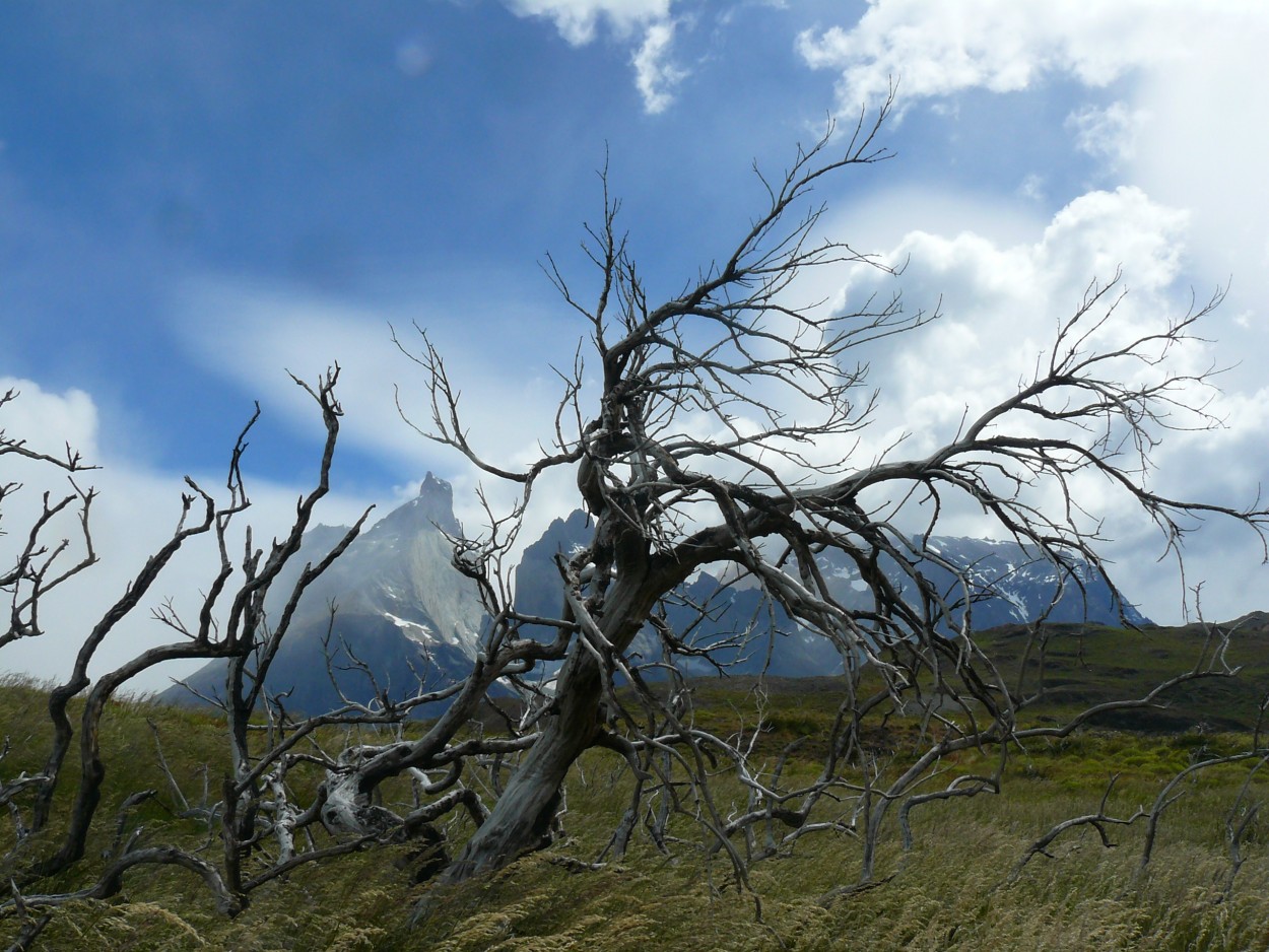 Viento del Paine