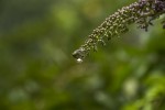 Llueve en el paraso