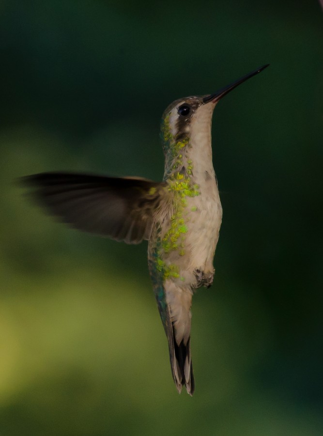 Alto vuelo