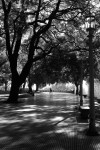 Arboles de plaza San Martin