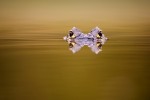 Ojos de caiman