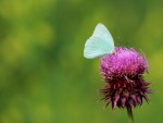 Mariposa blanca