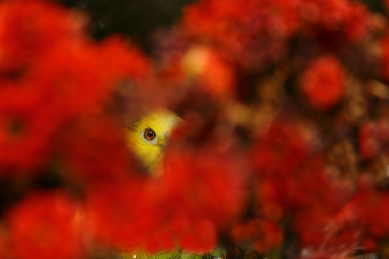 Debajo de los petalos